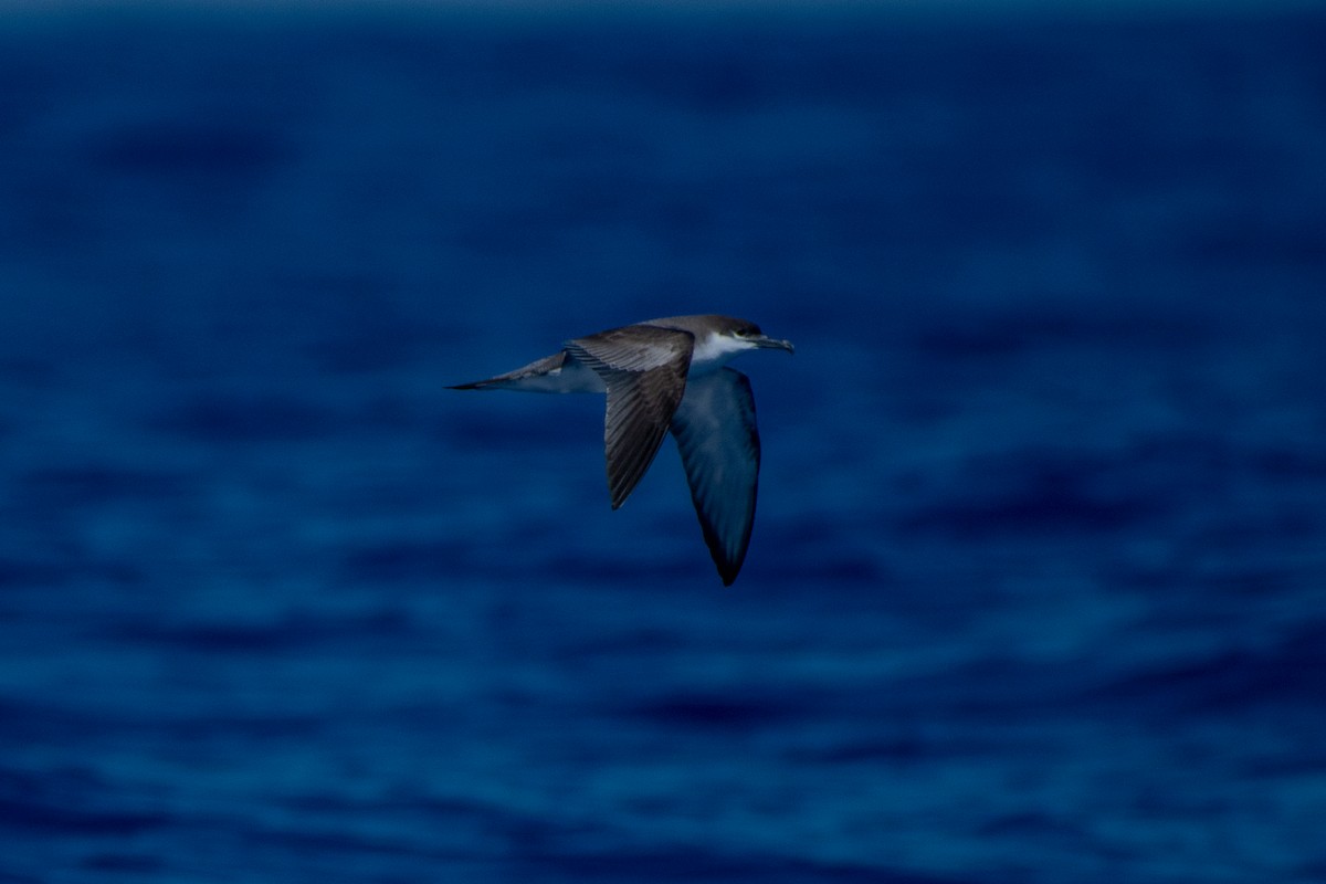 Buller's Shearwater - Alex Wang