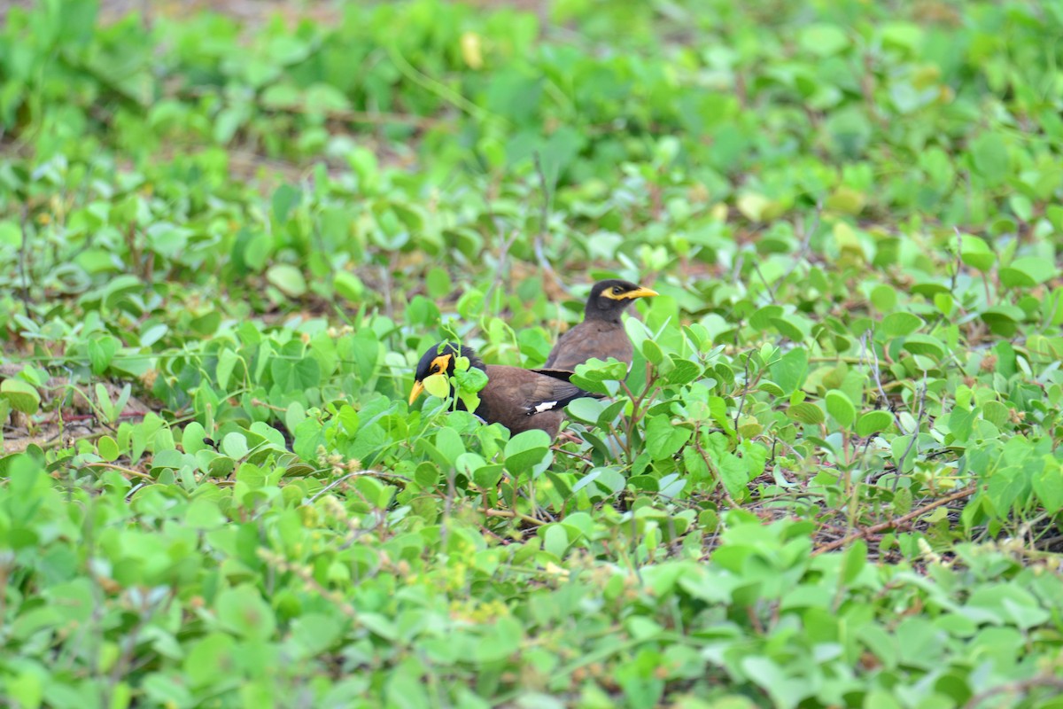 Common Myna - ML34559581