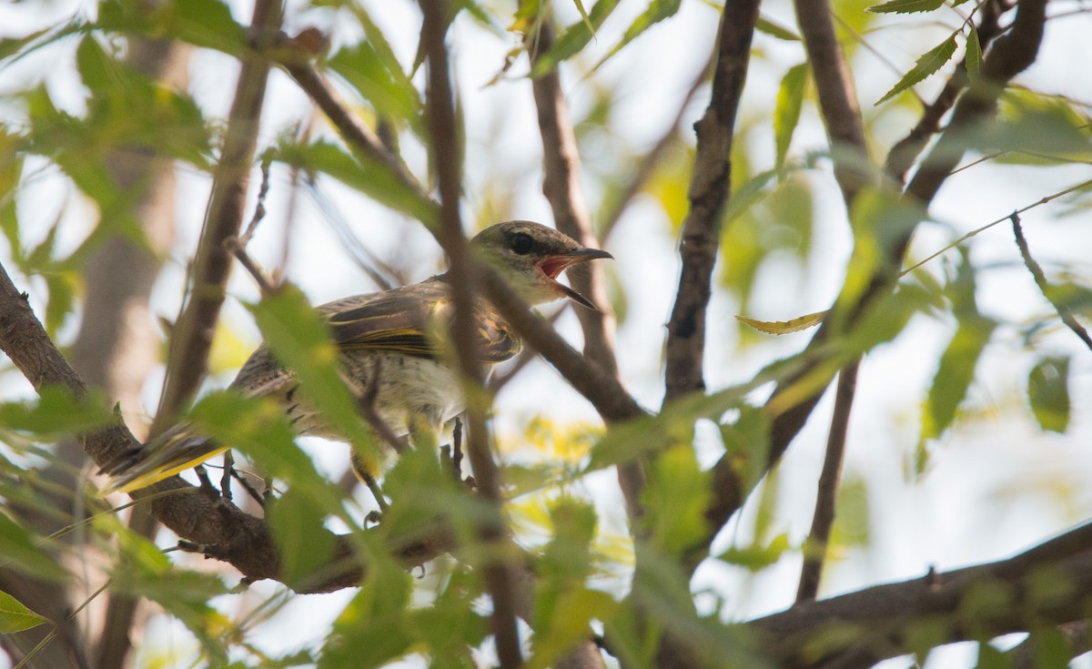Red-shouldered Cuckooshrike - ML34559591