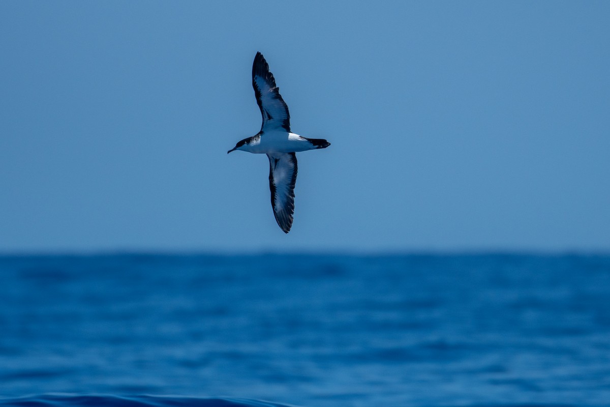 Puffin de Newell - ML345596051