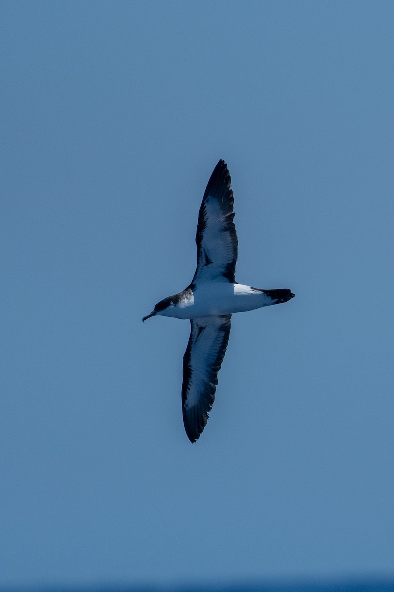 Puffin de Newell - ML345596071