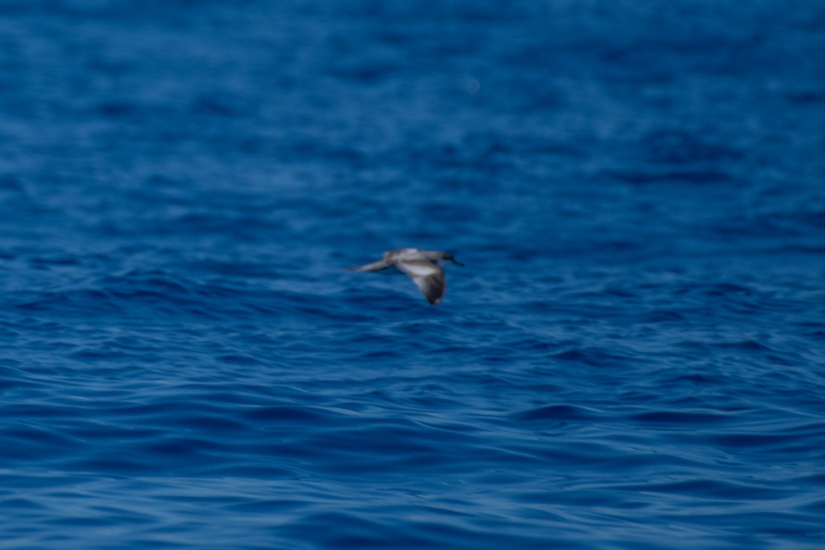 Buller's Shearwater - Alex Wang