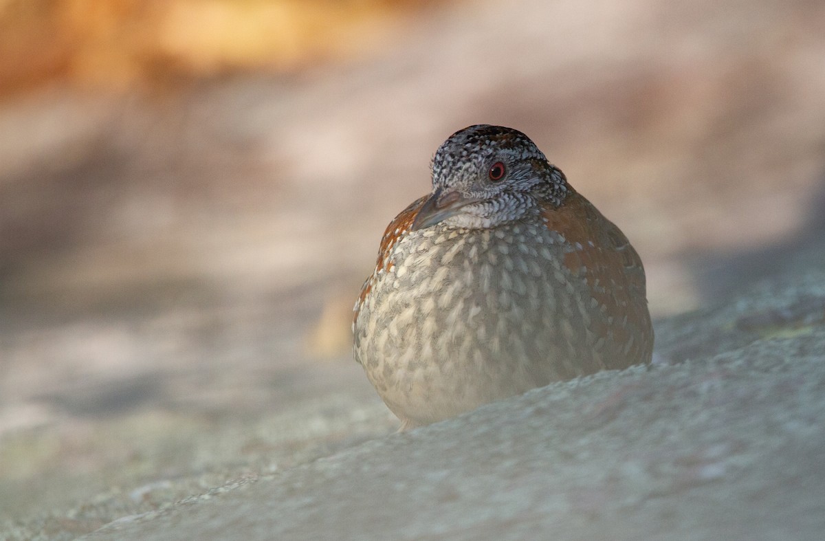 Painted Buttonquail - Thomas McPherson