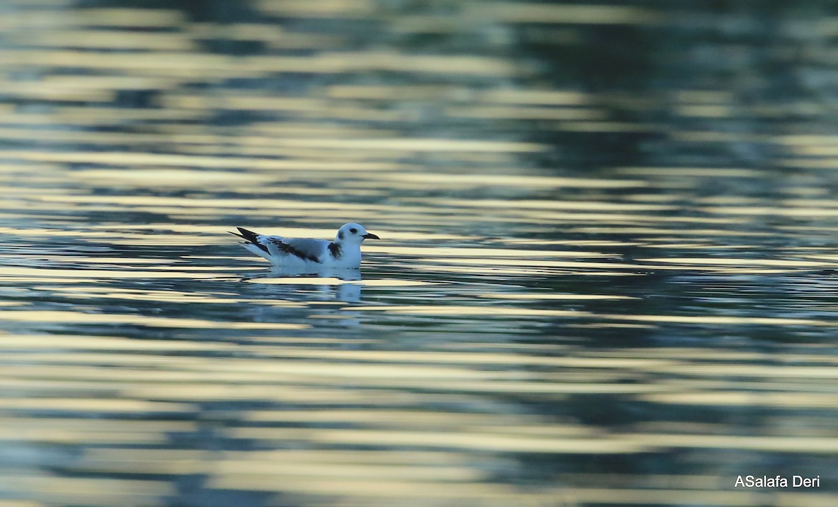 Antxeta hankabeltza (tridactyla) - ML345597341