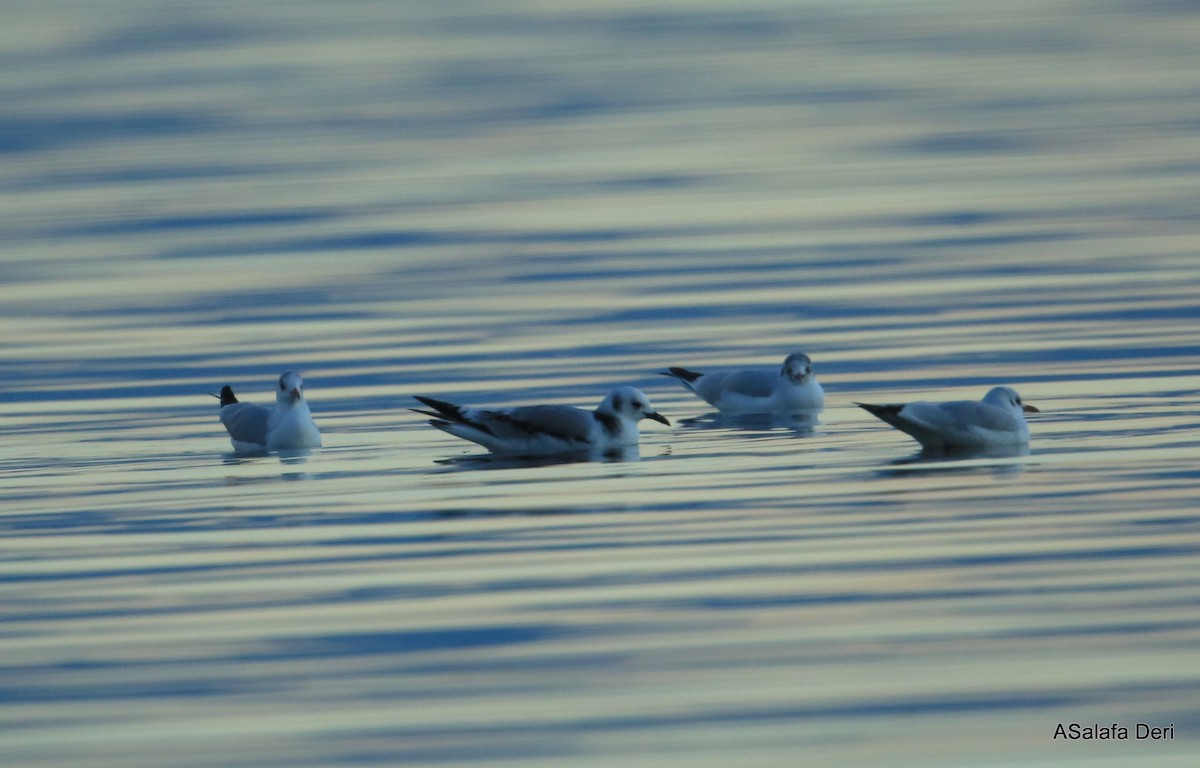 Black-legged Kittiwake (tridactyla) - ML345597391