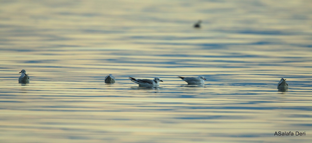 Black-legged Kittiwake (tridactyla) - ML345597441