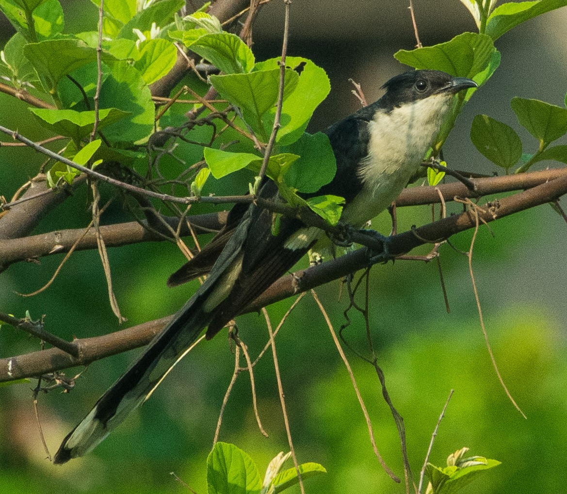 Pied Cuckoo - ML345597521