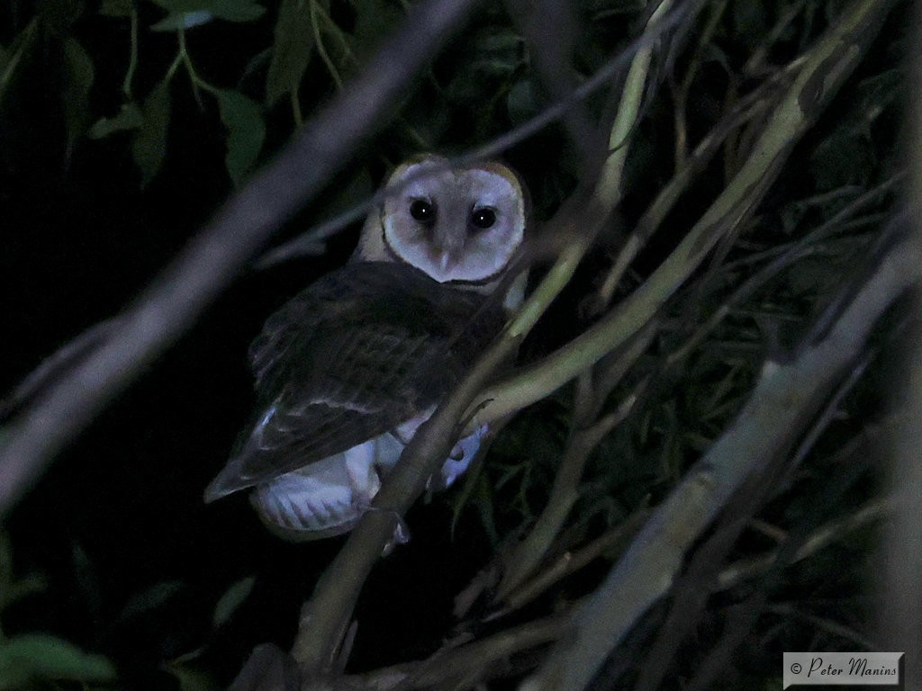 Australian Masked-Owl - ML345597801