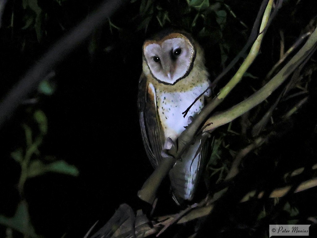 Australian Masked-Owl - ML345597821