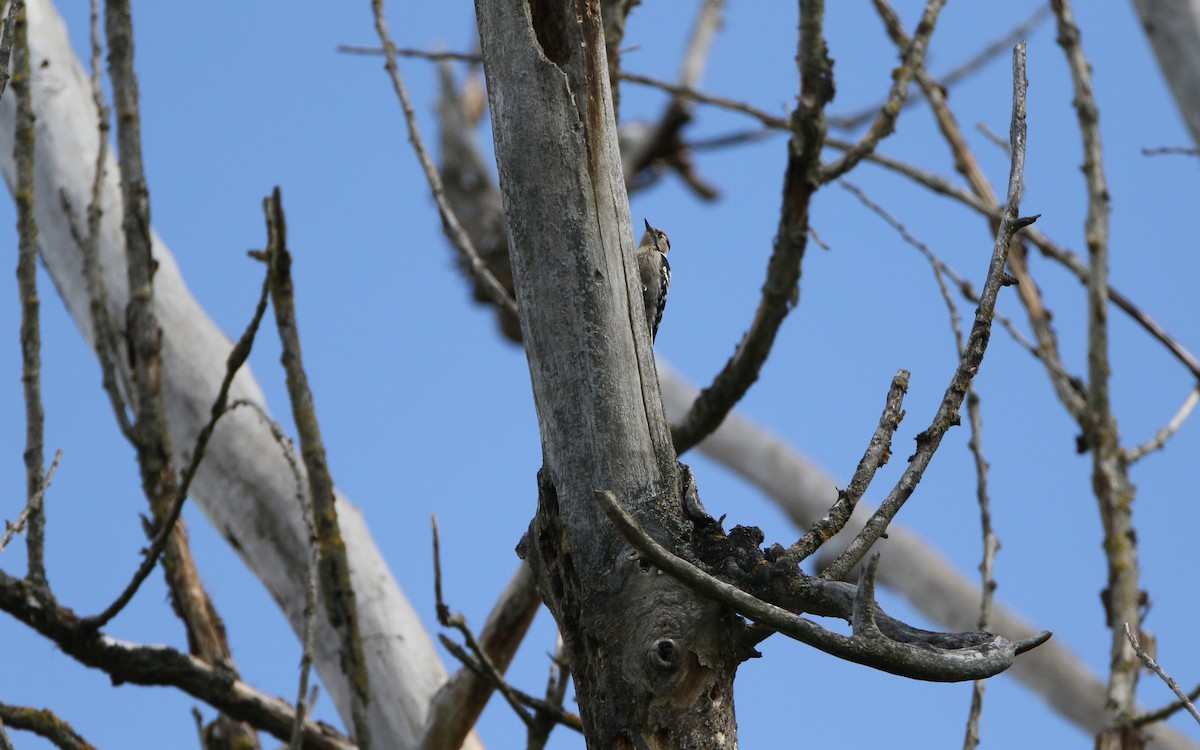 Lesser Spotted Woodpecker - ML345598461