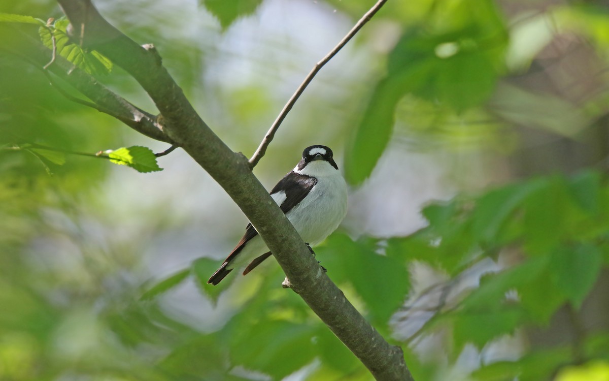 Collared Flycatcher - ML345599081