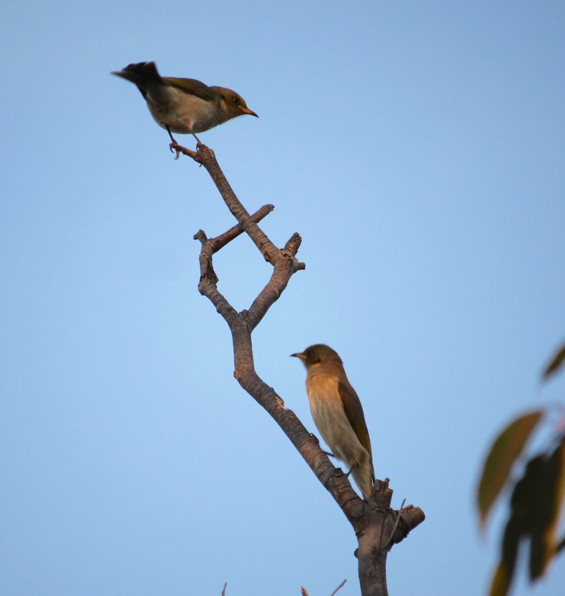 Fuscous Honeyeater - ML345599301