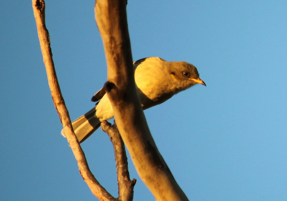 Fuscous Honeyeater - ML345599971