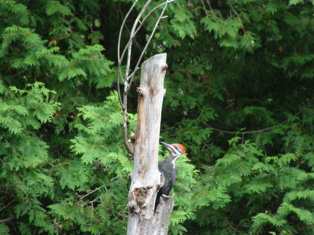 Pileated Woodpecker - Adam Capparelli