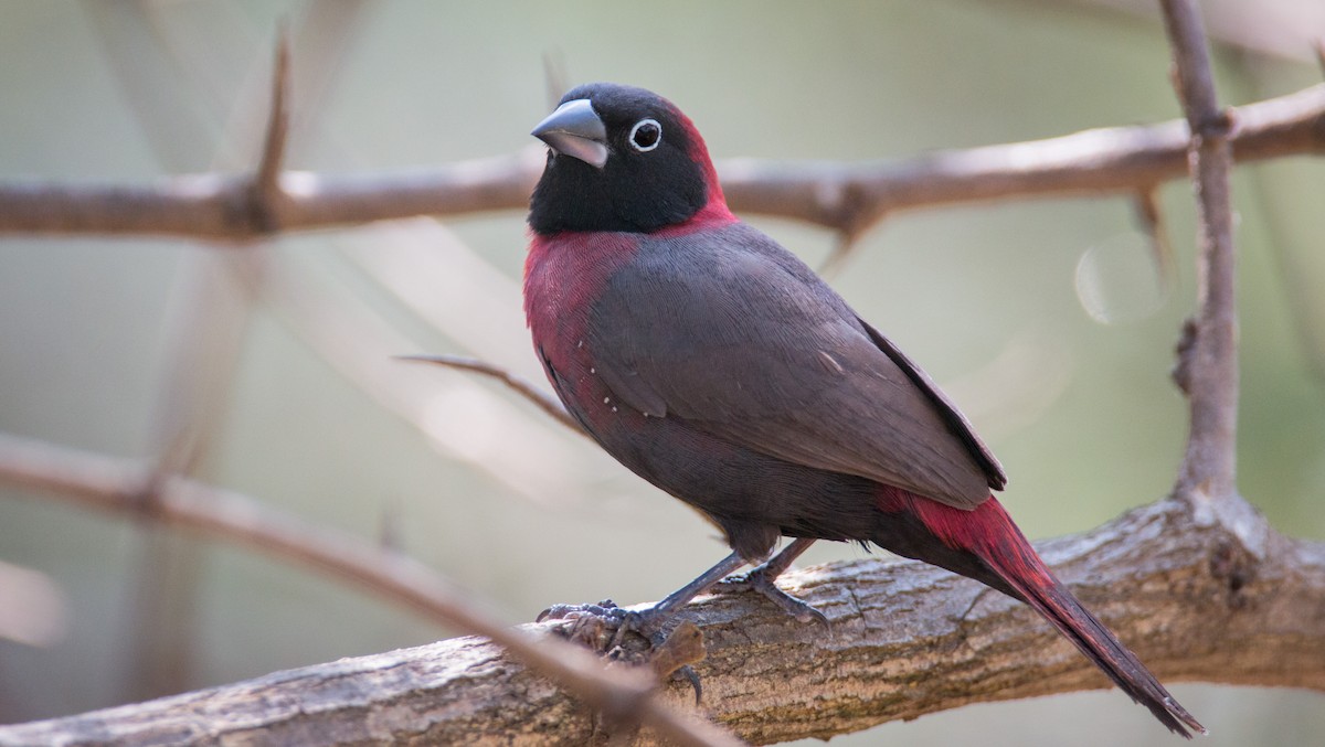 Black-faced Firefinch - Ian Davies