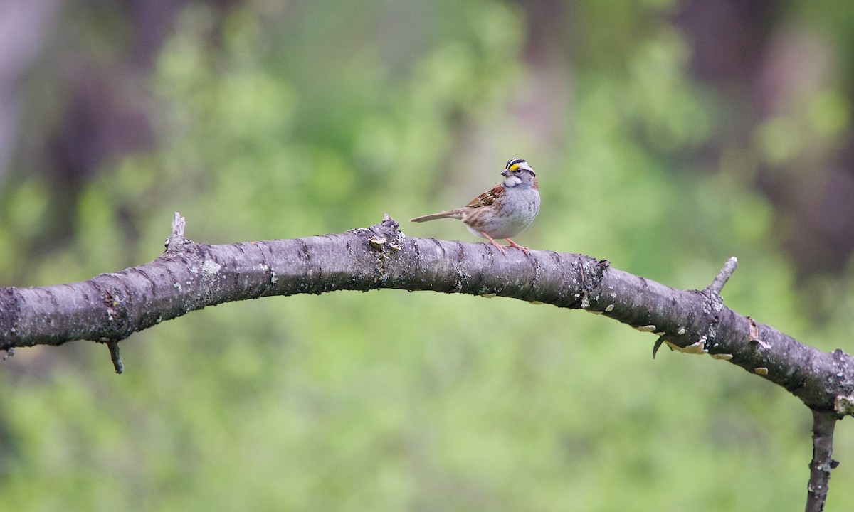 White-throated Sparrow - Jon Cefus