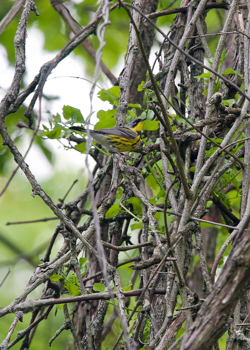 Magnolia Warbler - ML345601701