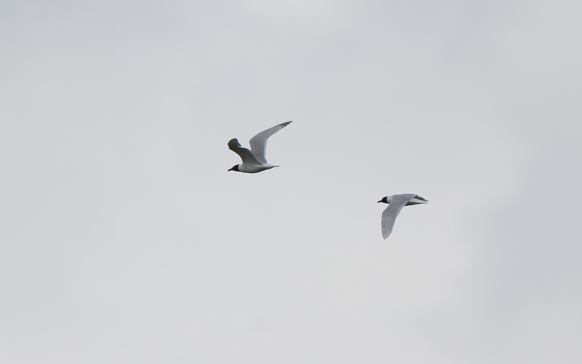 Mediterranean Gull - ML345602961