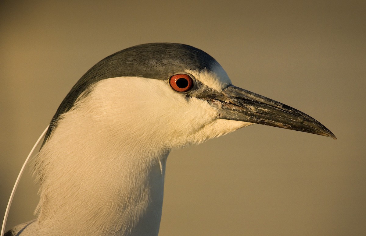 Black-crowned Night Heron - John Buttress