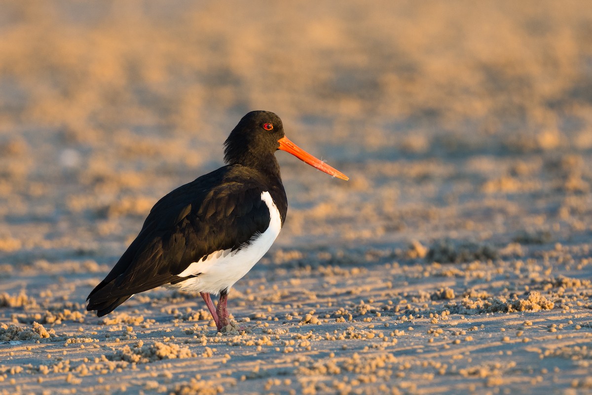 South Island Oystercatcher - ML345603571