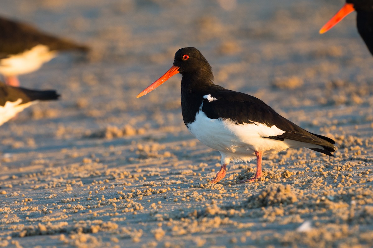 South Island Oystercatcher - ML345603681