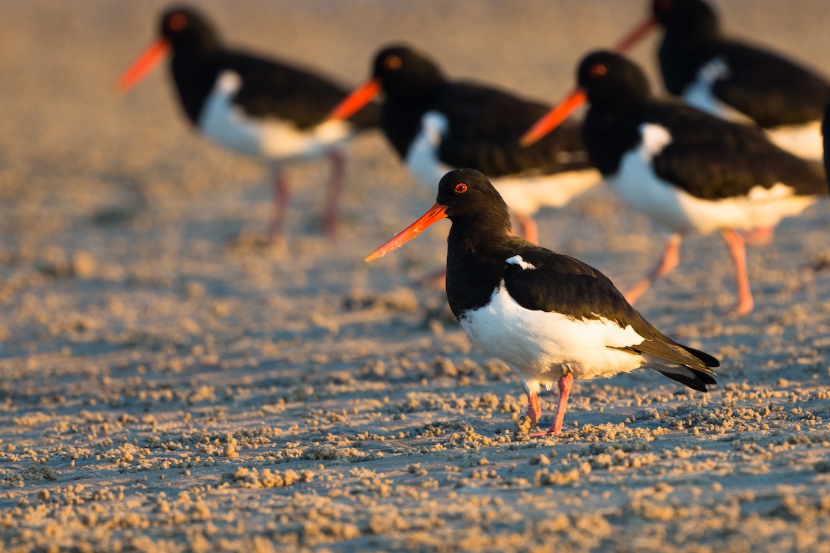 South Island Oystercatcher - David Southall