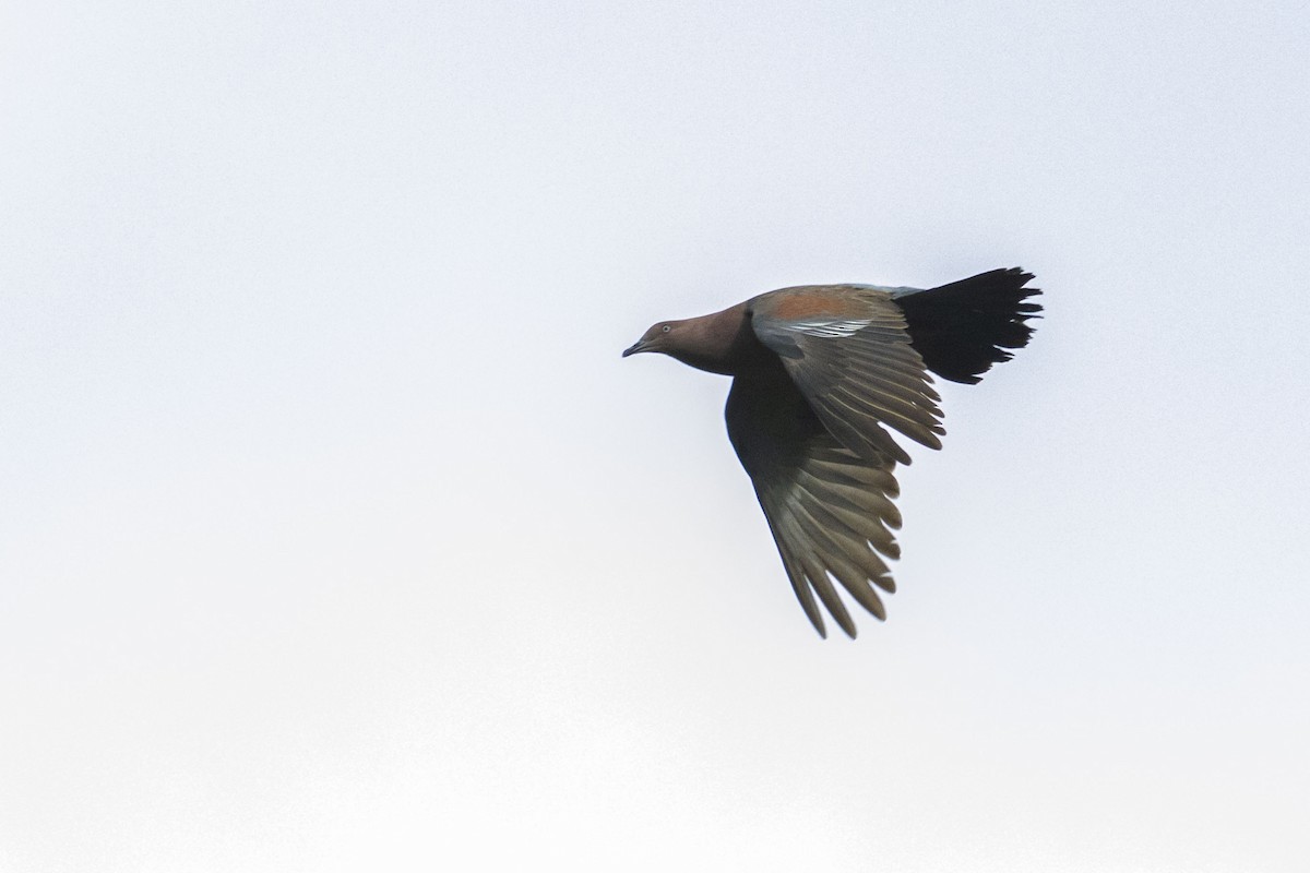 Plain Pigeon - ML345604161