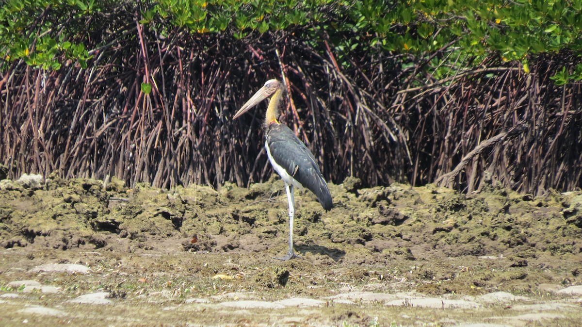 Lesser Adjutant - ML345604281