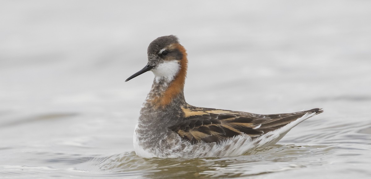 Red-necked Phalarope - ML345604691