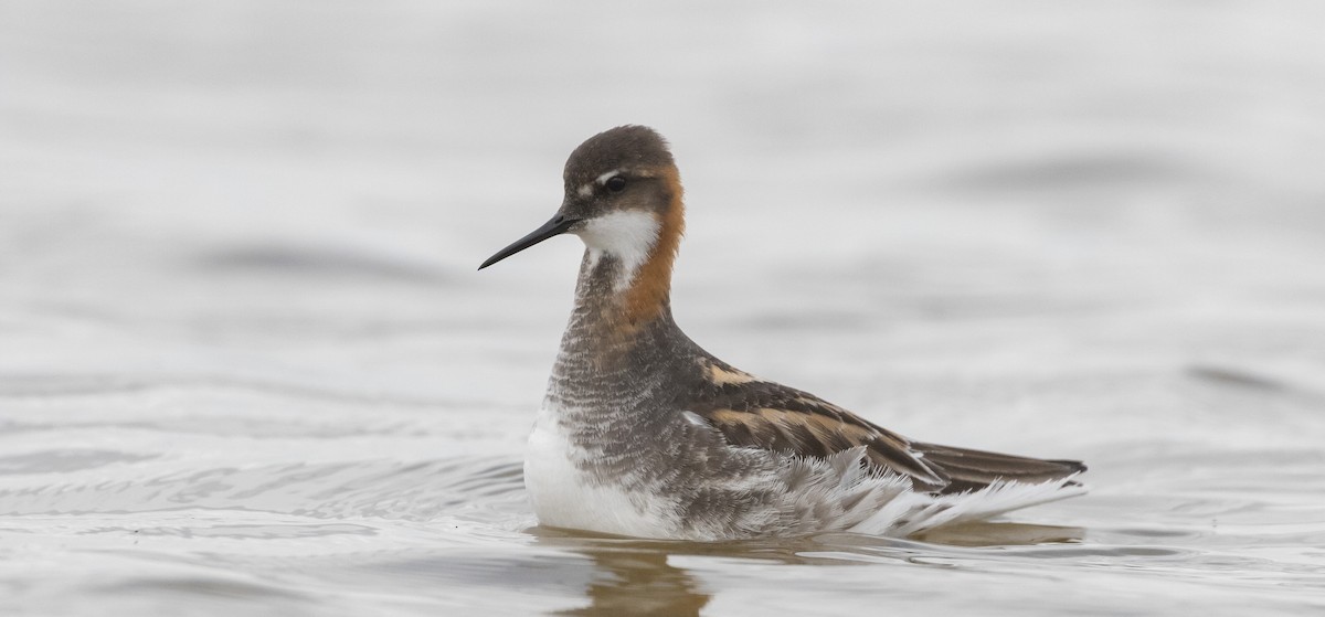 Red-necked Phalarope - ML345604711