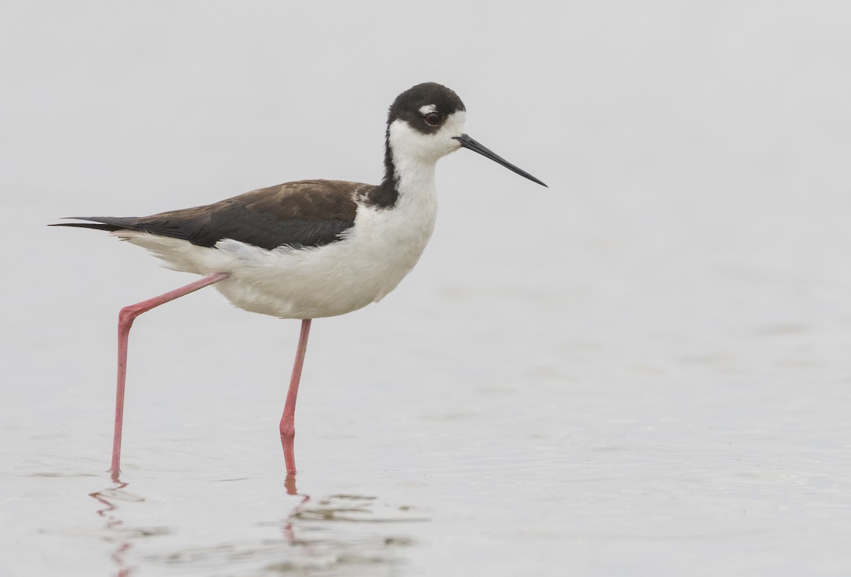 Black-necked Stilt - ML345604821