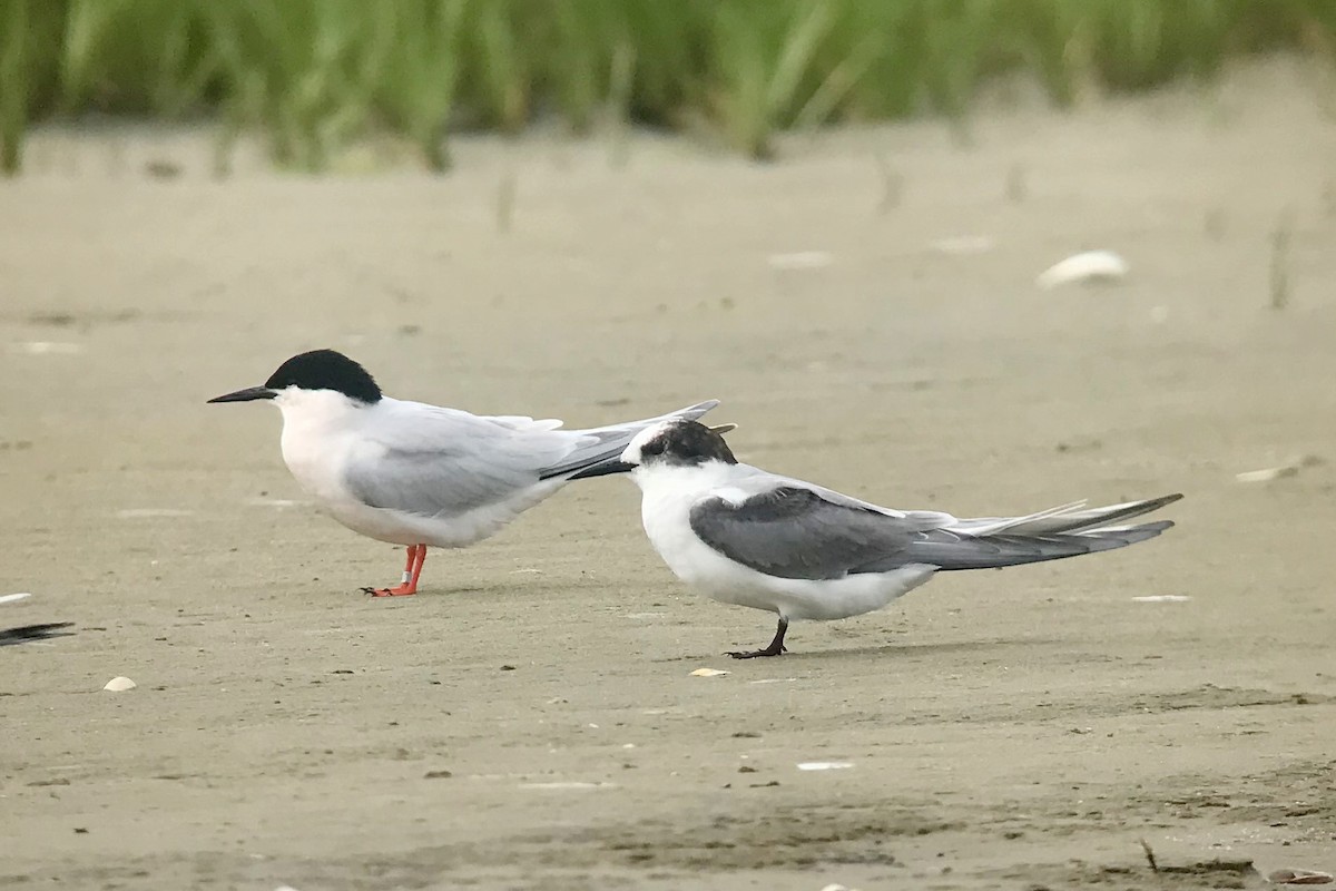 Arctic Tern - Shai Mitra