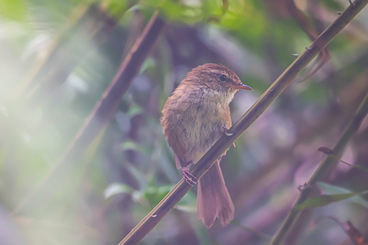 Brownish-flanked Bush Warbler - Akshat K