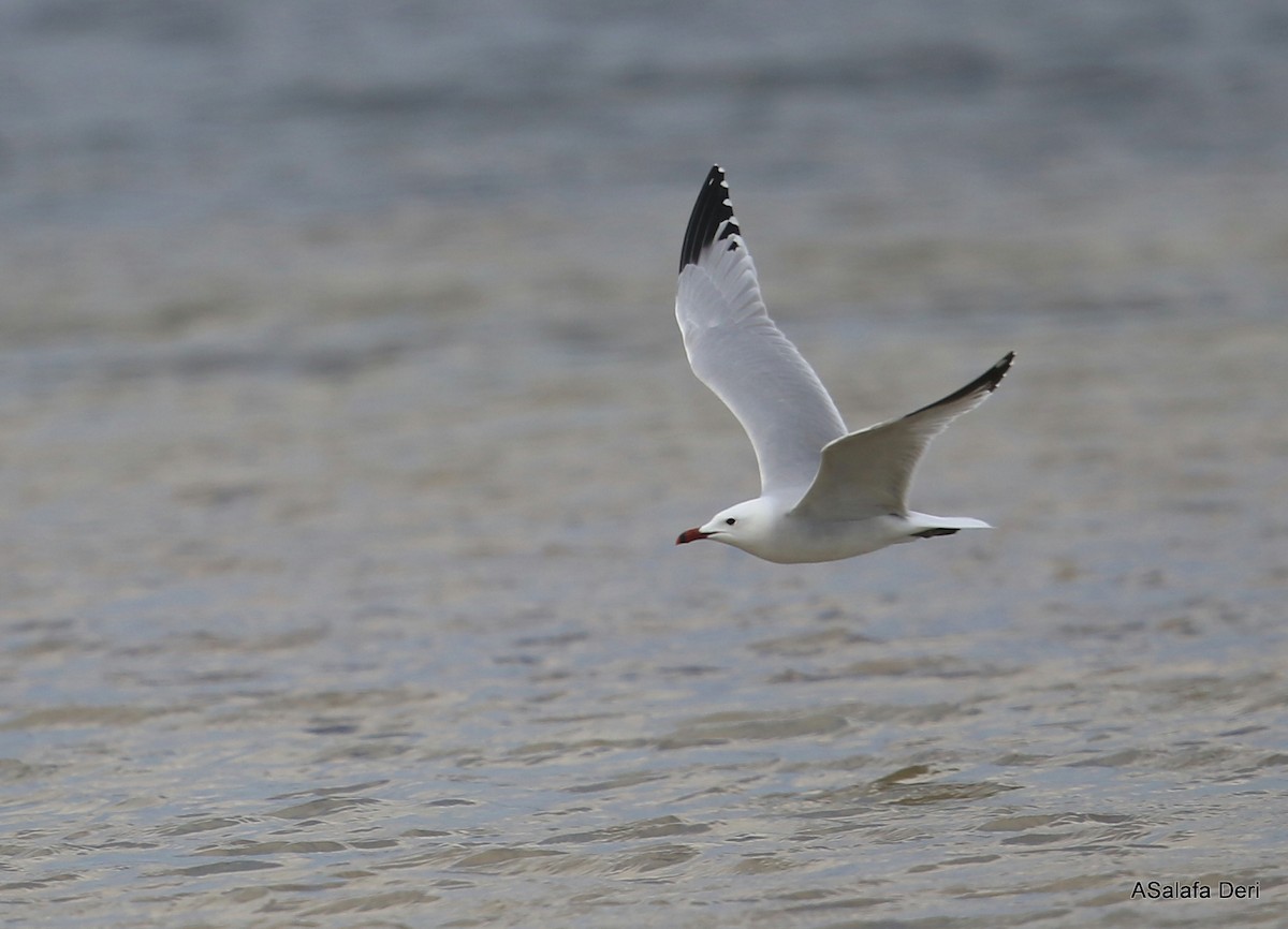 Audouin's Gull - ML345611381