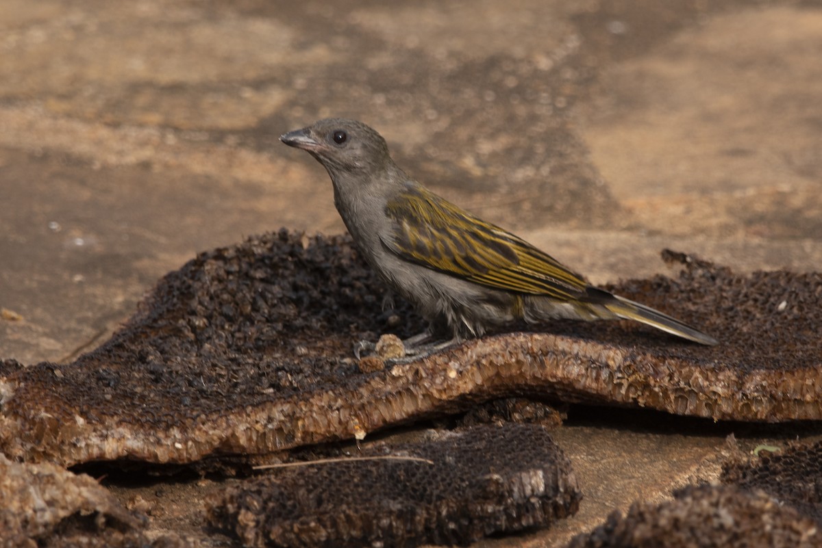 Lesser Honeyguide (Thick-billed) - ML345611581