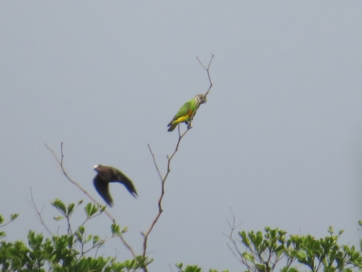 Senegal Papağanı - ML345612031