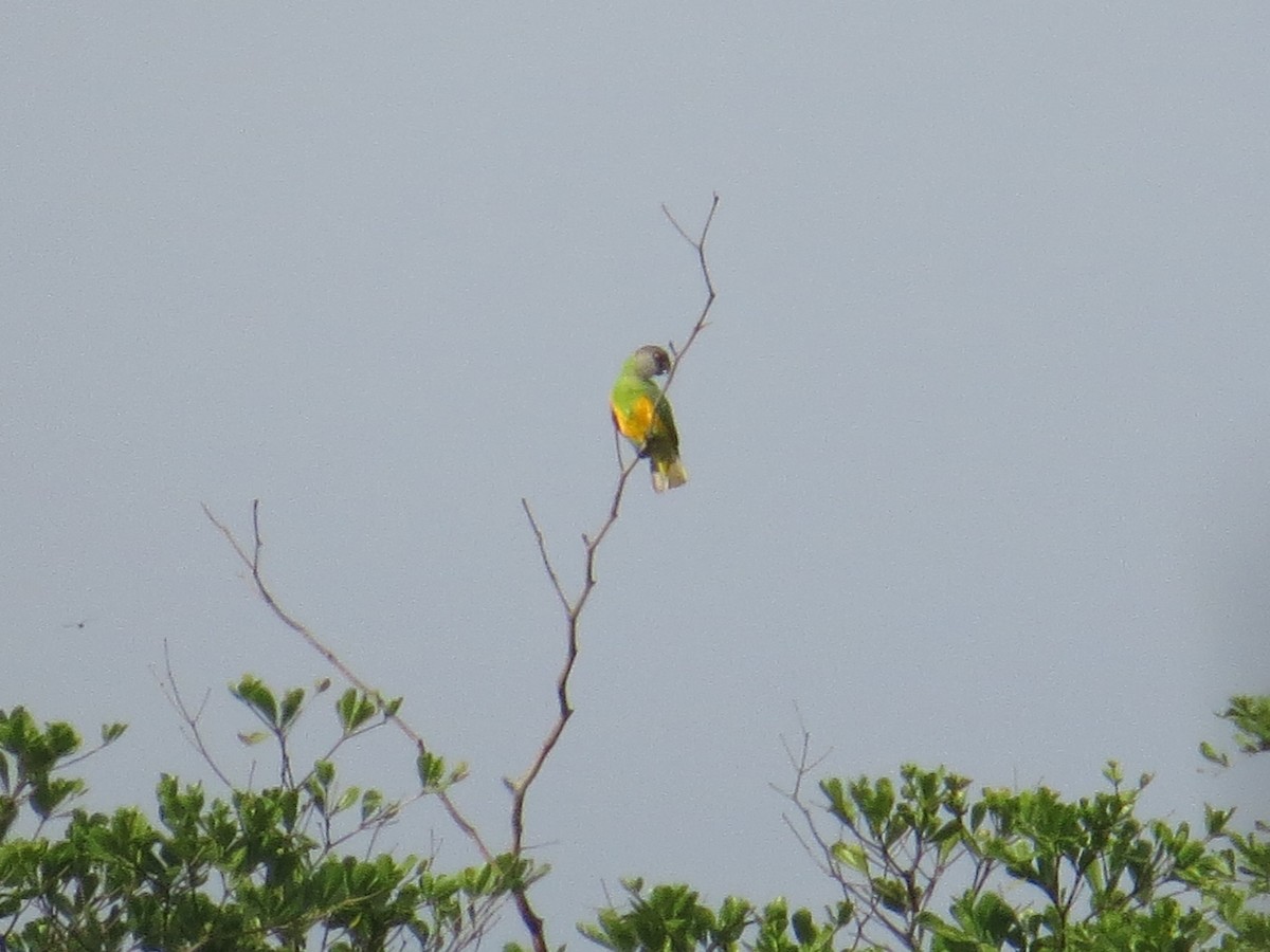 Senegal Papağanı - ML345612041