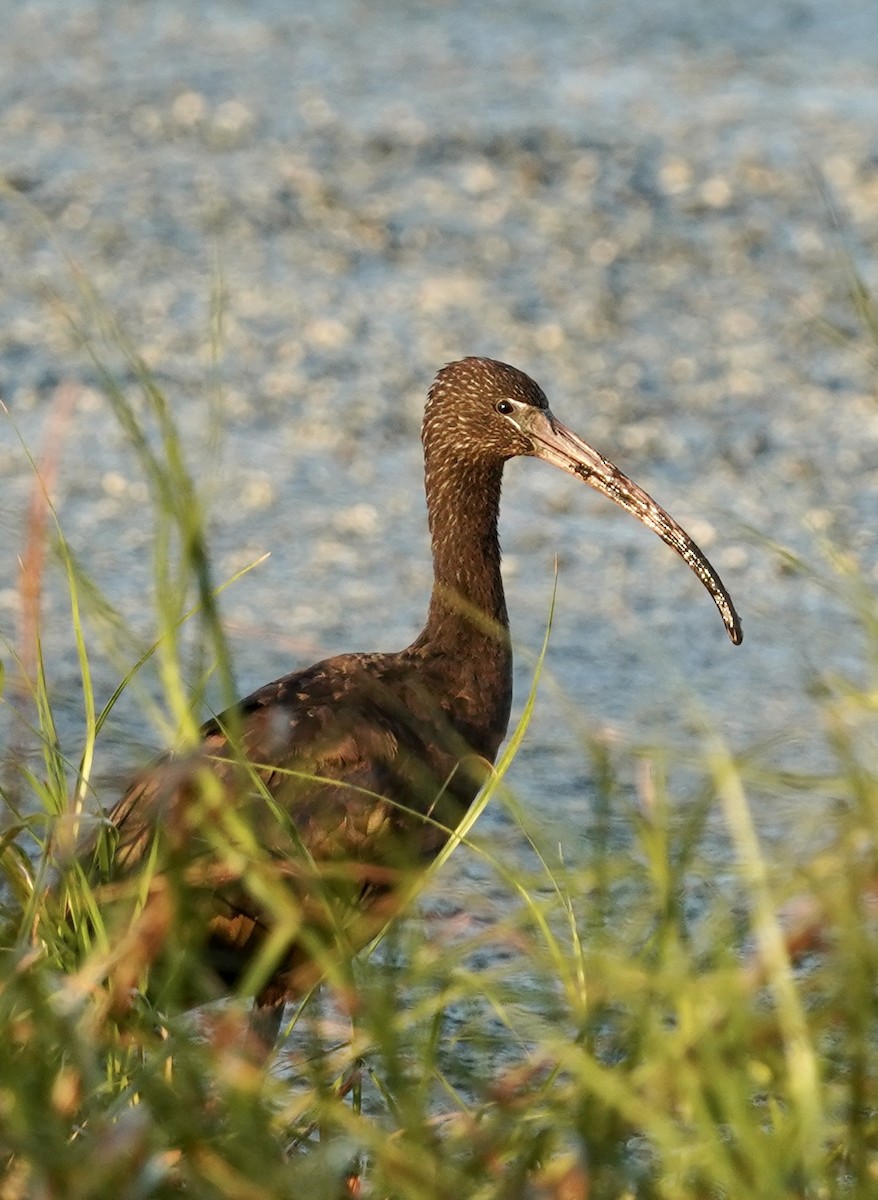 Glossy Ibis - ML345614151