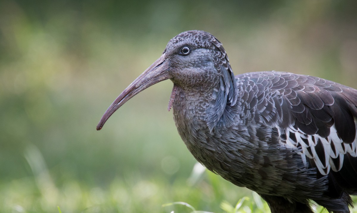 Ibis caronculé - ML34561971