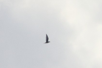 Black Tern - ML345620641