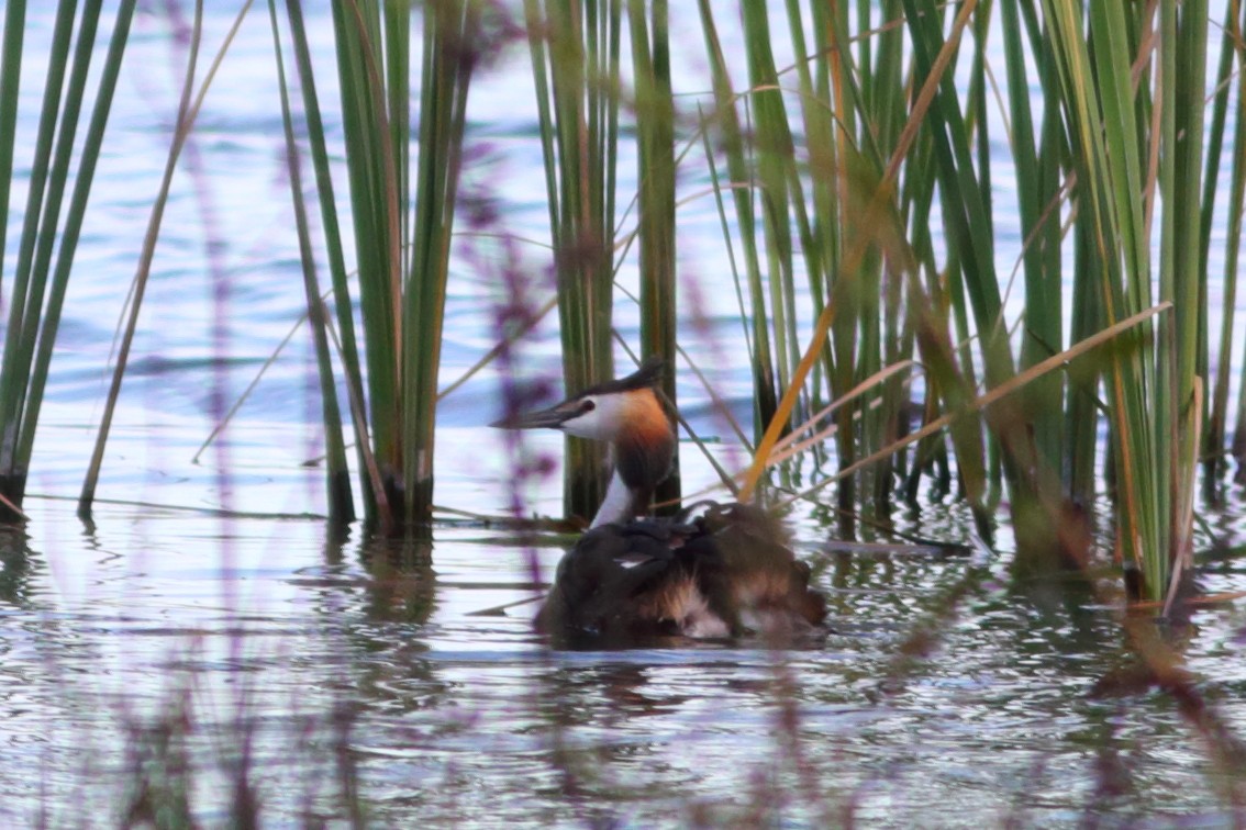 Great Crested Grebe - ML345620881