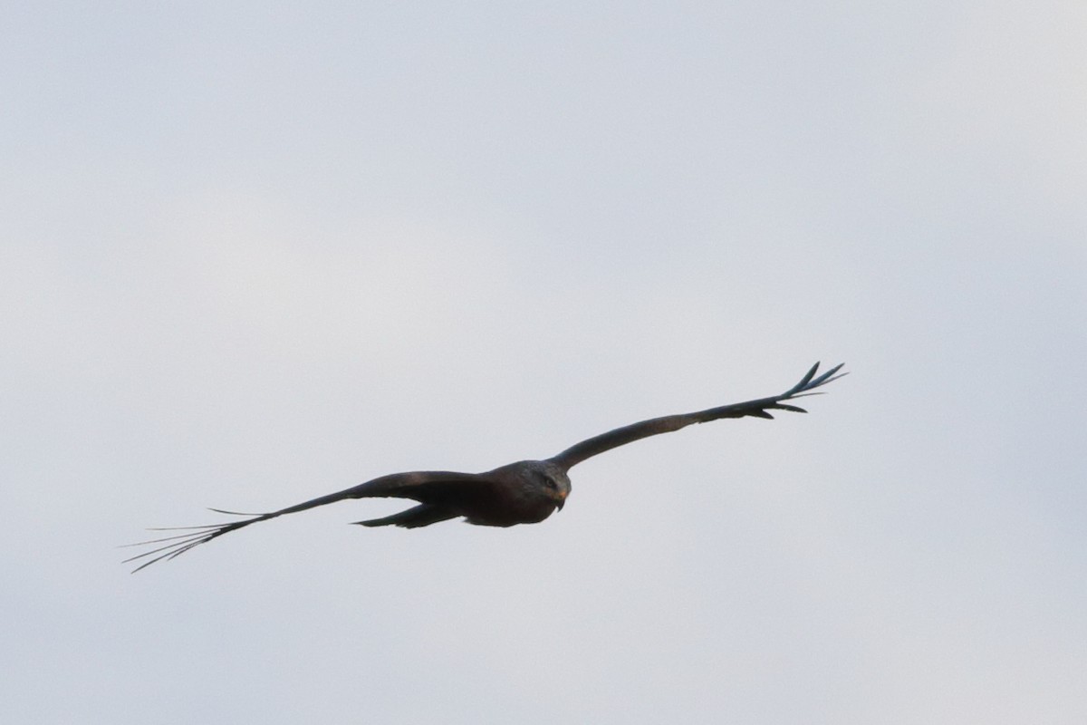 Black Kite - ML345620921