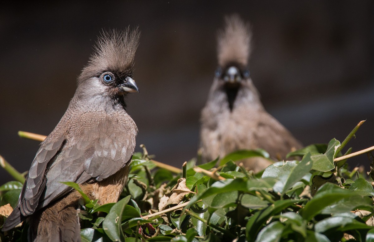 Braunflügel-Mausvogel - ML34562101