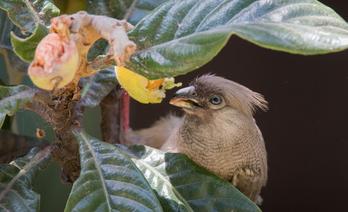 Braunflügel-Mausvogel - ML34562111