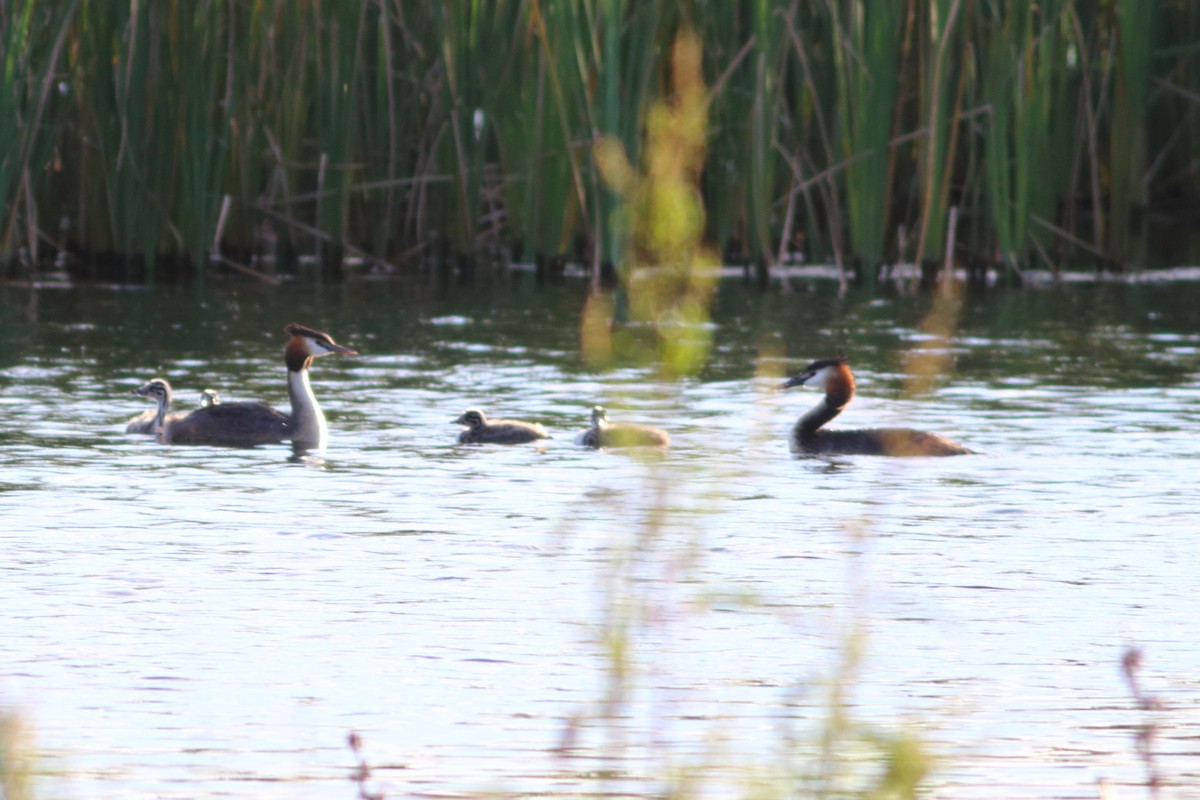 Great Crested Grebe - ML345621231