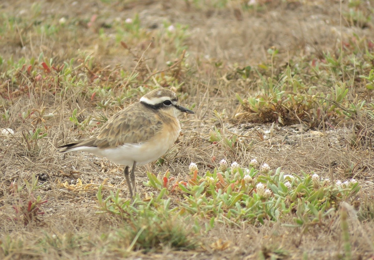 Kittlitz's Plover - Bram Piot