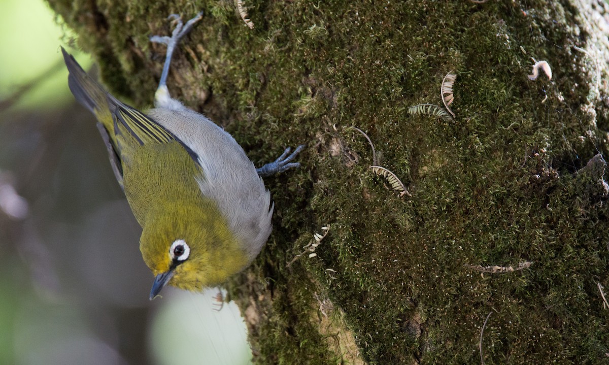 アフリカヤマメジロ（poliogastrus） - ML34562231