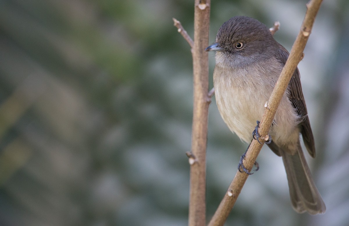 Abyssinian Slaty-Flycatcher - Ian Davies