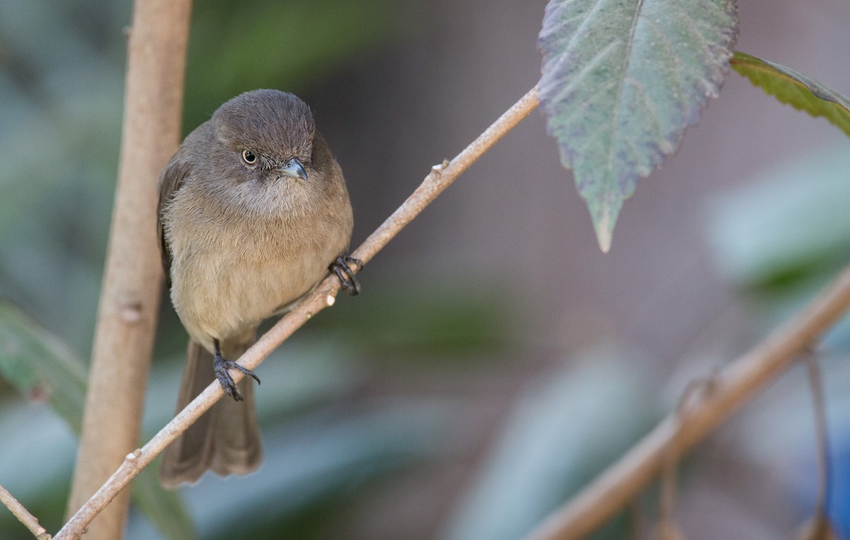 Abyssinian Slaty-Flycatcher - ML34562251