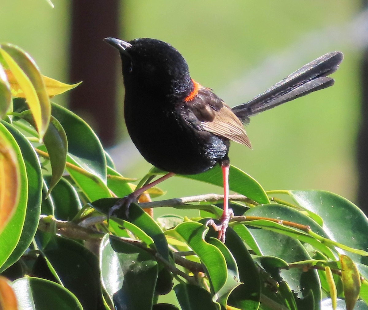 Red-backed Fairywren - ML345626321